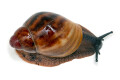 Archachatina marginata ssp. Ikom, Nigeria juvenil